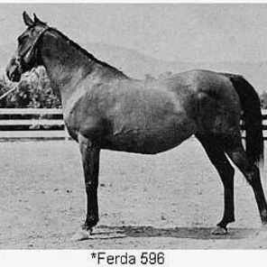 Ferda