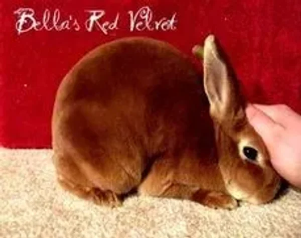 Bella's Rabbitry