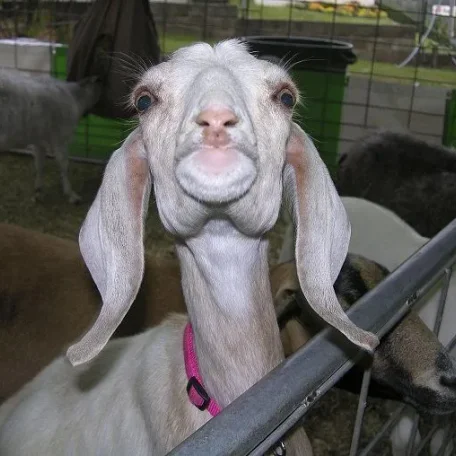 Real Old Fashioned Fair in El Dorado, California. If you hanker for the days when a home town fair included all the good and natural parts of life come enjoy our amazing weather, wonderful people, and hilarious and thrilling events!