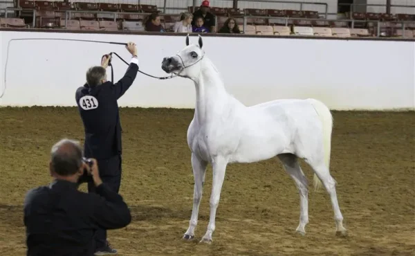 Region 2 All Arabian Horse Show 2012