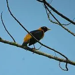 Golden Myna