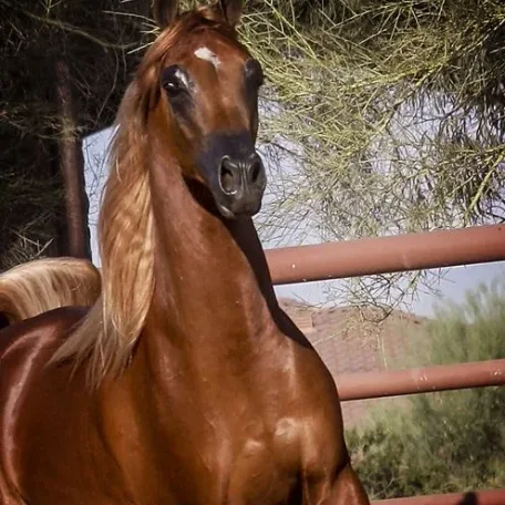 The Arabian National Breeder Finals are finally here and I’m so looking forward to presenting our colt…Tulio!
Luxemere Tulio ( Trussardi x LM Magnified )
