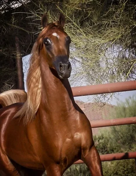 The Arabian National Breeder Finals are finally here and I’m so looking forward to presenting our colt…Tulio!
Luxemere Tulio ( Trussardi x LM Magnified )
