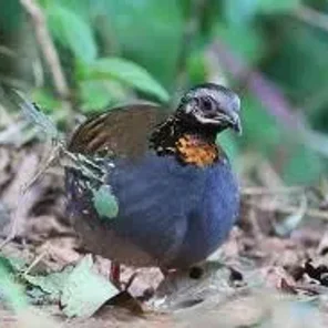 Rufous-throated Partridge