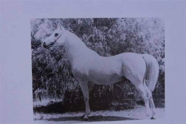 Ferseyn