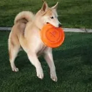 Chusky (Designer Dog)