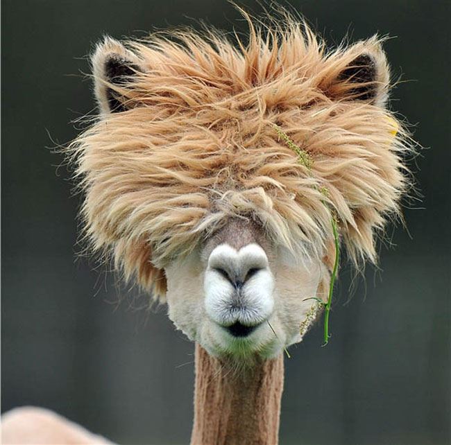 Alpaca History