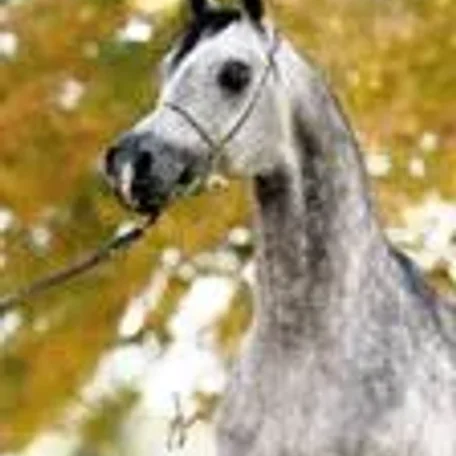 Psynario 1998 Arabian Stallion