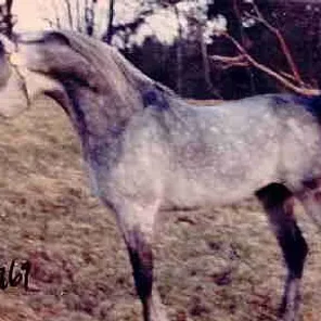 Genghis Kha Khan