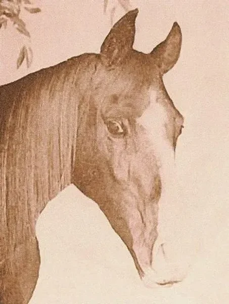 Indirza 1932 Arabian Mare.