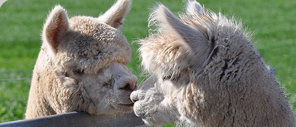 Q&A About Breeding Alpacas!