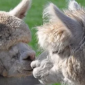 Q&A About Breeding Alpacas!