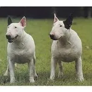 Bull Terrier