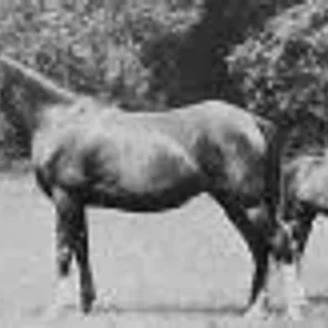 Nasra