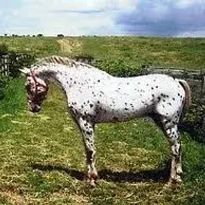 AraAppaloosa