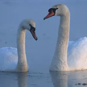 Swan