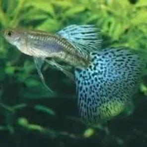 Guppies