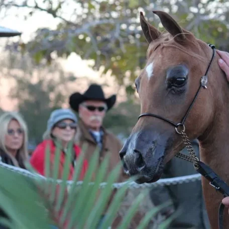 2014 was a year that I received a very special gift (from you now who) and I will forever be grateful! Luxemere Tulio (Trussardi x LM Magnified) Presented beautifully by Arabians International during the farm tours! A special shout out to... Lucho Guimarã
