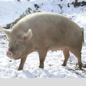 Eurasian Wild Boar
