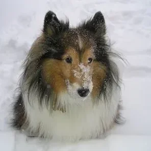 Animals in Winter We Domesticate