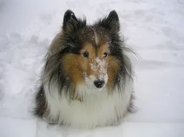 Member pets in Winter