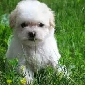Bolonoodle (Designer Dog)