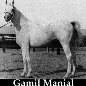 GAMIL MANIAL