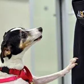 Furry Friends Need Fun, Too: How to Keep Your Pet Happy and Active