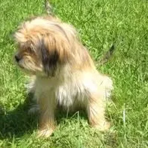 Silkinese (Designer Dog)