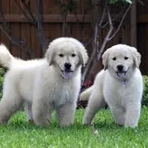 Golden Sammy (Designer Dog)