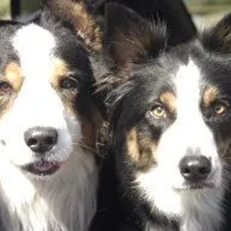 Jake and Daisy