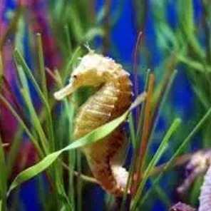 Seahorse