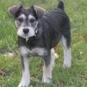 Schnocker (CockerShnauz) (Designer Dog)