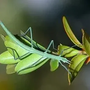 Insect
