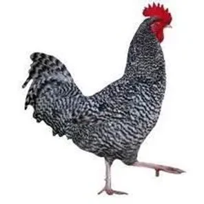 Scots Grey