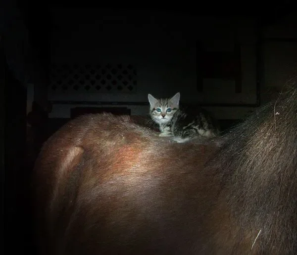 Riding my horse..