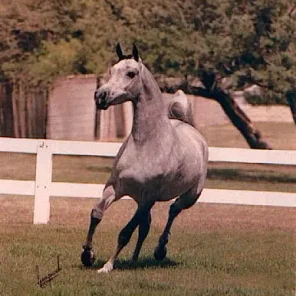 WN Antigua