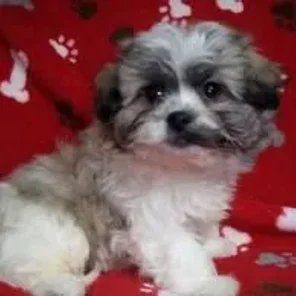 Peke-A-Chon (Designer Dog)