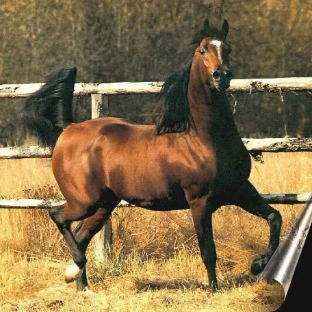 Mondial (Bey Shah x Elk Arch Tashera)
