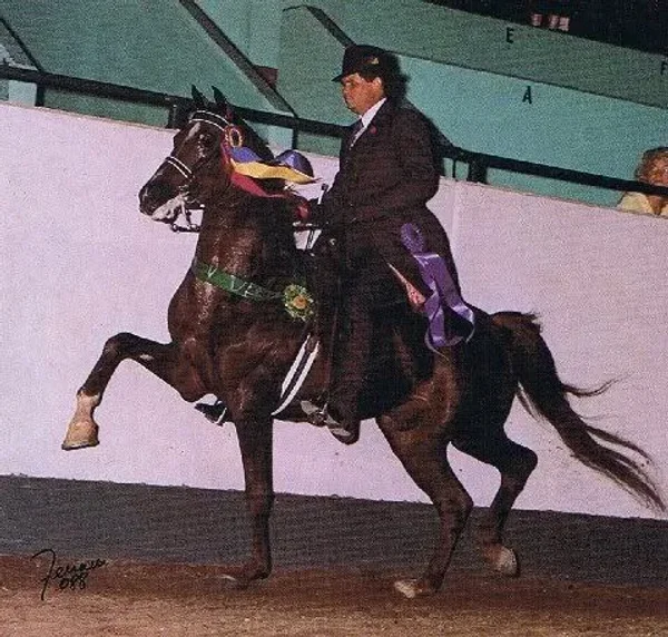 MHR Nobility one of my all-time favorite National Champion Park Horses!!!
