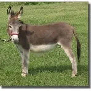 Donkey