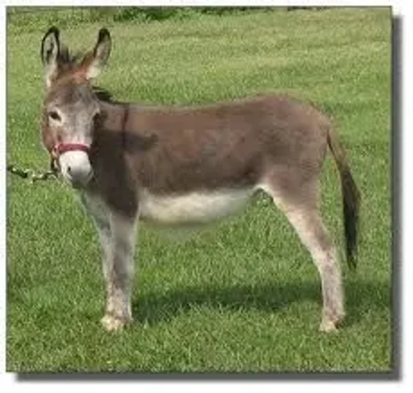 Donkey