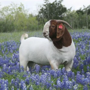 Boer Goat
