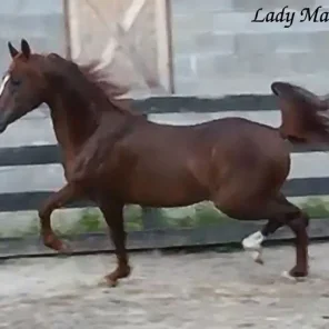 LADY MAREV