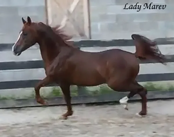 LADY MAREV