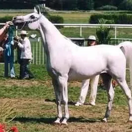 Found these photos of 218 Elf Layla Walayla B when she was a show-horse.