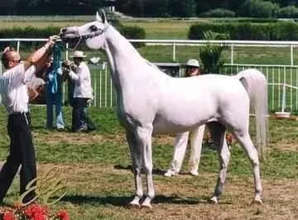 Found these photos of 218 Elf Layla Walayla B when she was a show-horse.