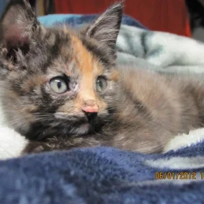 Skittle Aka Meow Meow