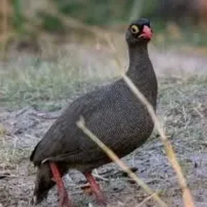 Red-billed Partridge