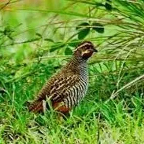 Jungle Bush Quail
